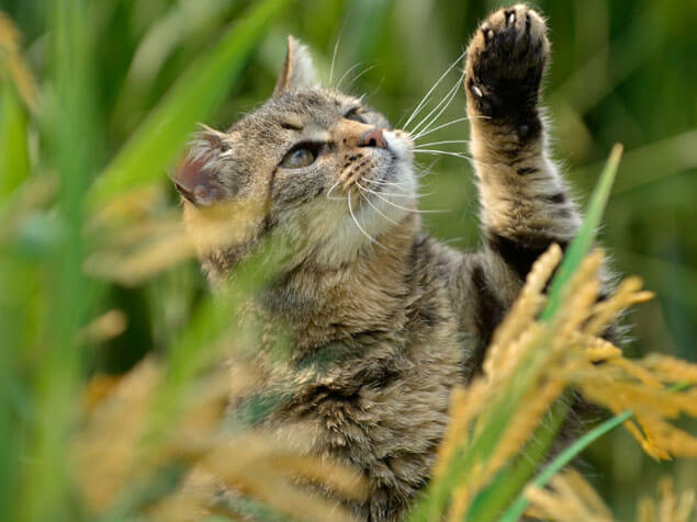 beyond cat