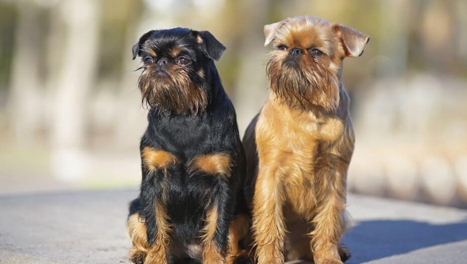 Griffon Bruxellois Short Rough Coat Dog Breed Purina