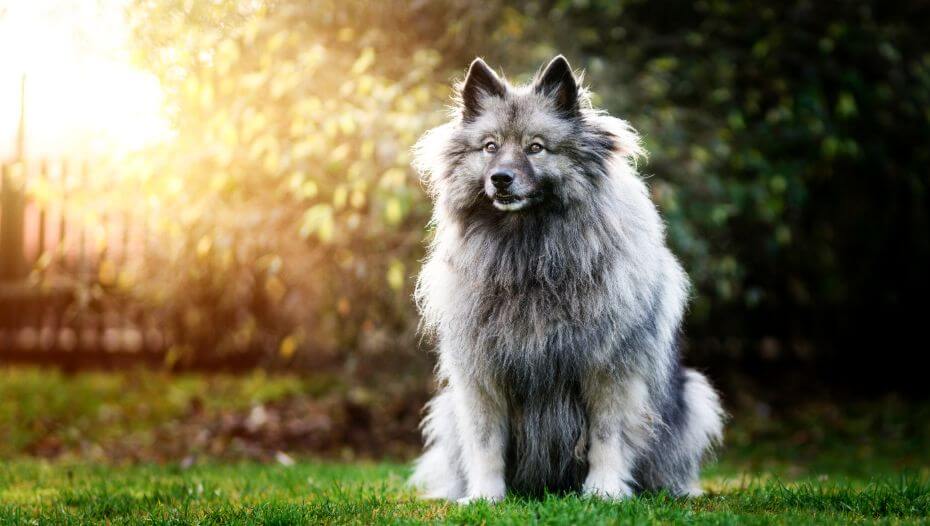 Keeshond Dog Breed Information Purina