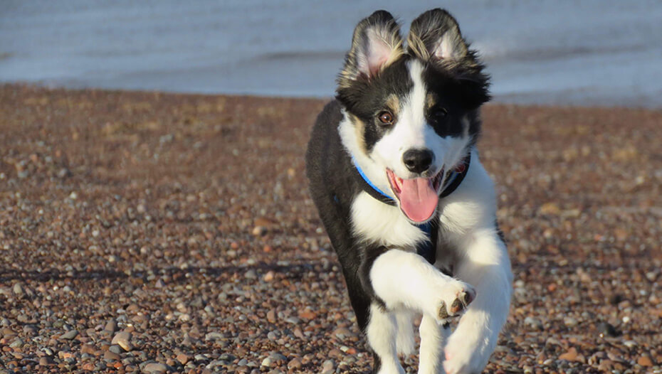 puppy running along beach