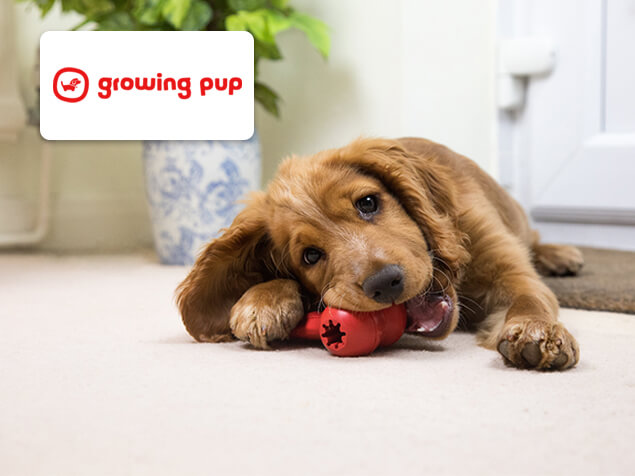 puppy chewing a red toy