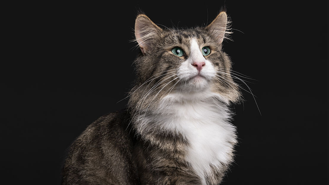Pro Plan Maine Coon