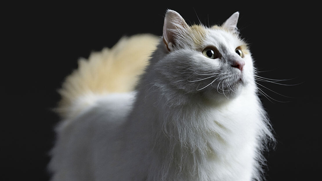 pro plan cat Turkish van