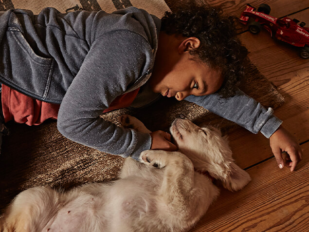 Child lying with Golden Retriever puppy