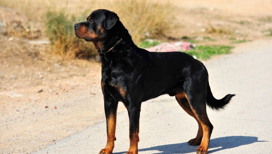 Rottweiler Dog Breed Information Purina