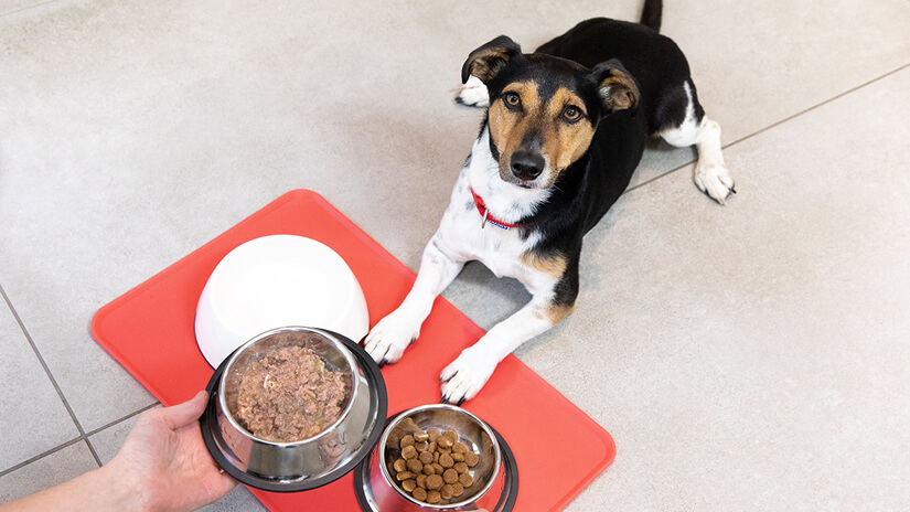 Dog being fed