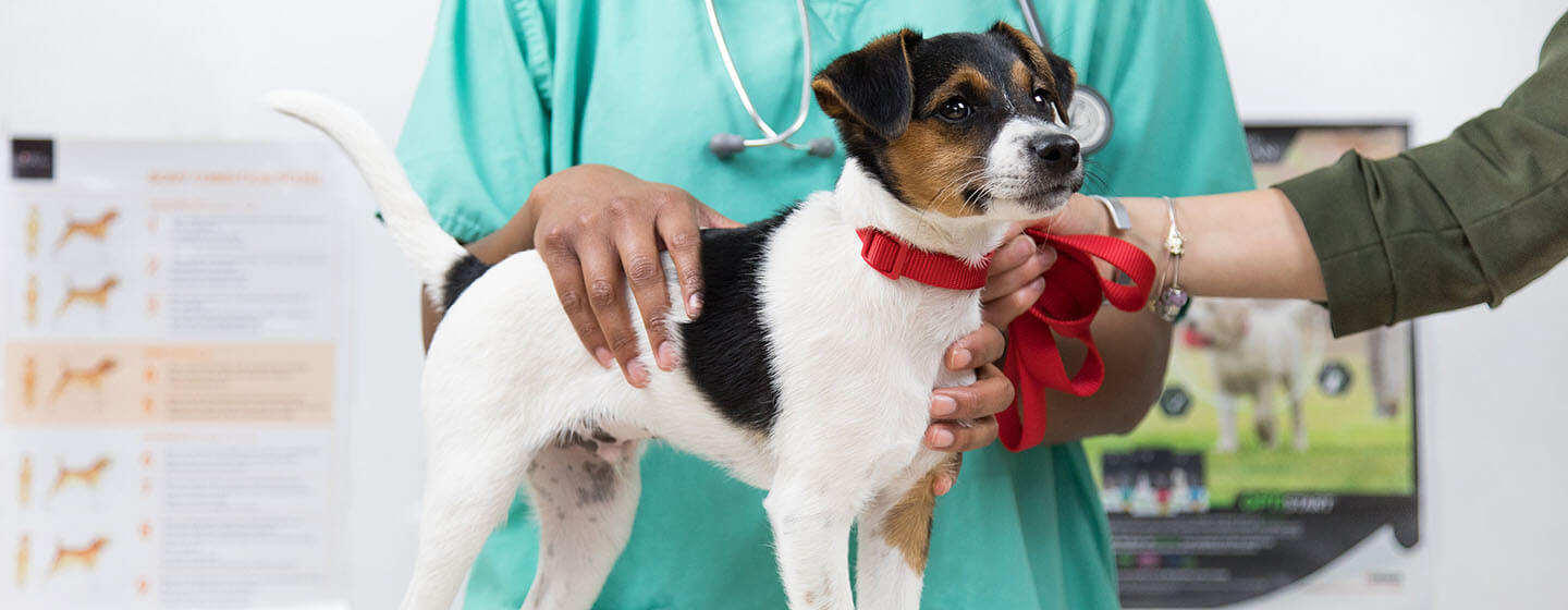 Vaccinations for Dogs and PuppiesHERO