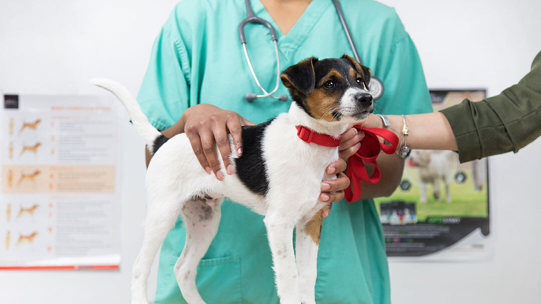 Vaccinations for Dogs and PuppiesTEASER