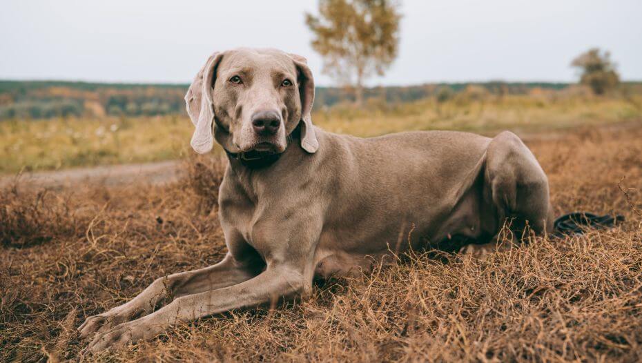 Weimaraner (Short/smooth coat) Dog Breed Information | Purina
