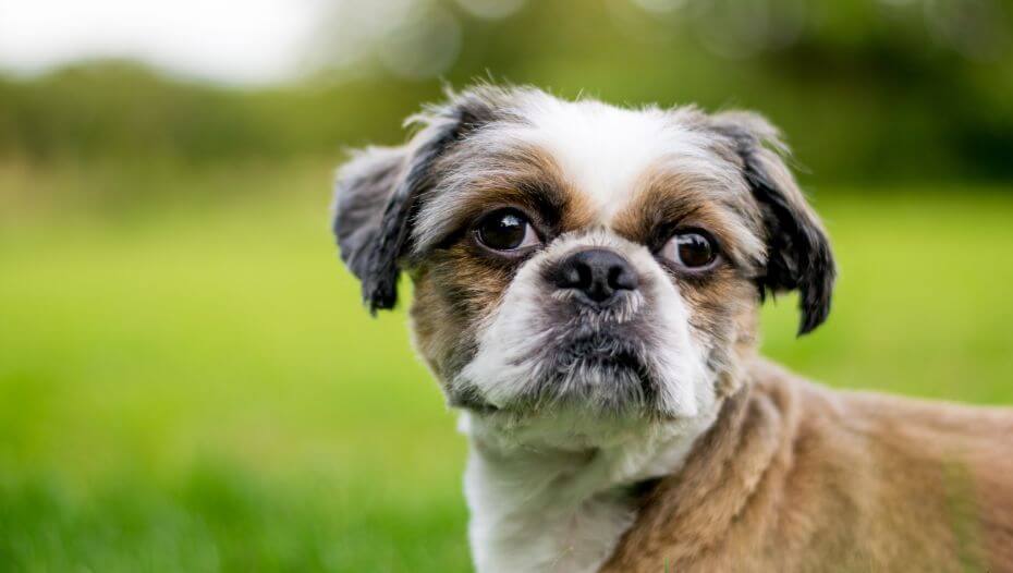 Zuchon Dog Breed Information Purina