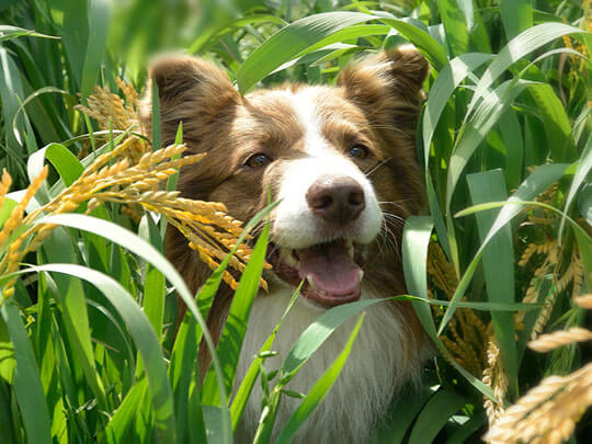 Beyond Dog