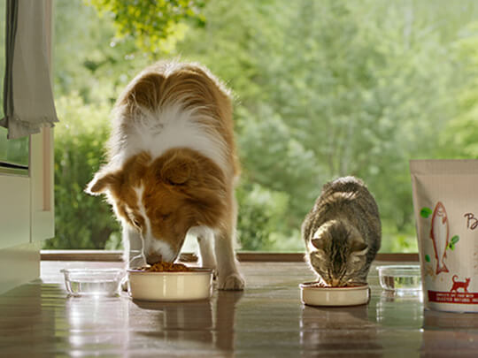 Beyond dog and cat