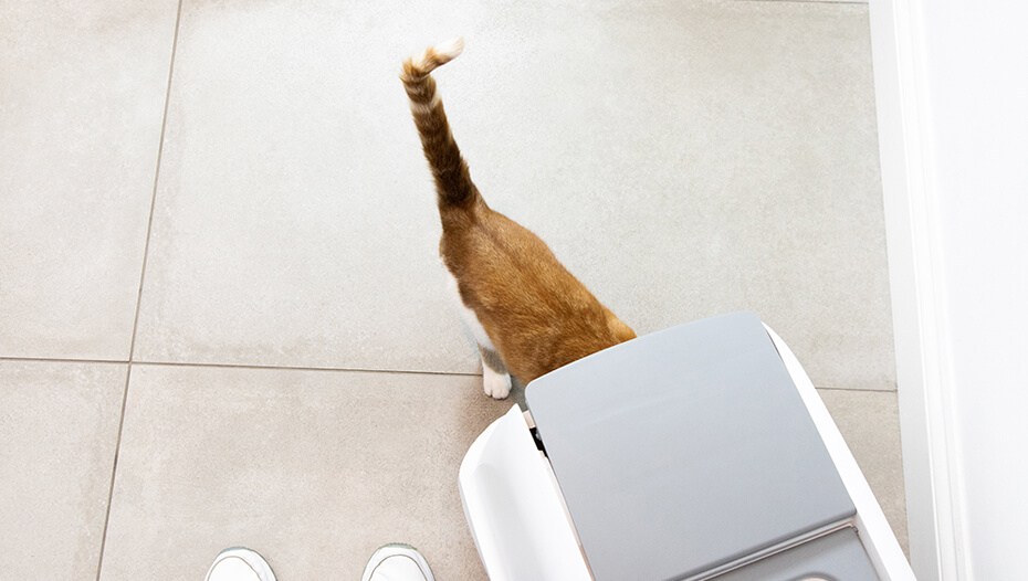 cat going into litter tray