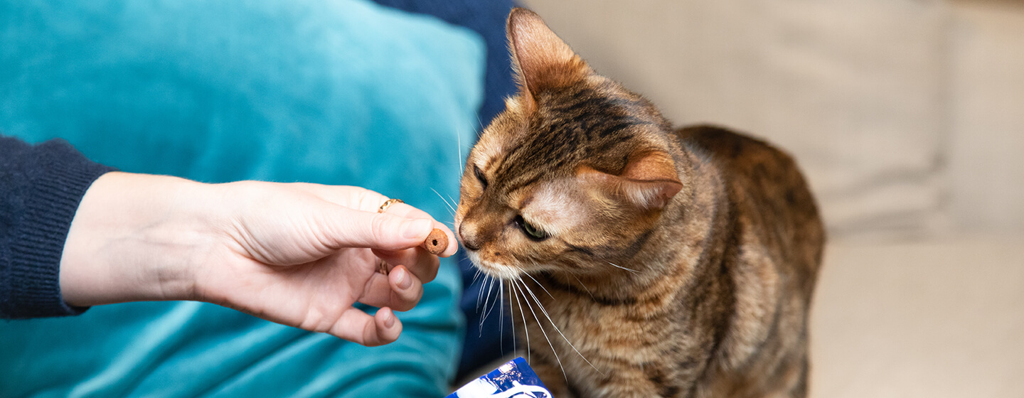 Cat Treats &amp; Snacks - How to Give Cat Treats | Purina