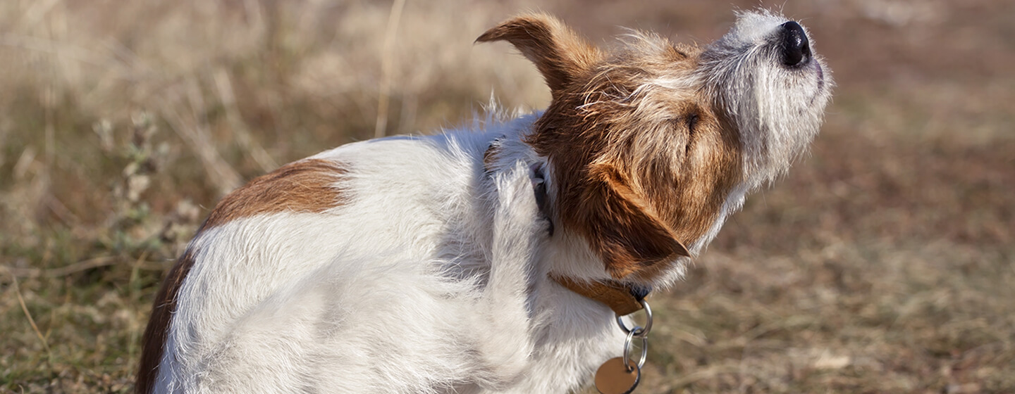 Spotting And Treating Dog Fleas Purina