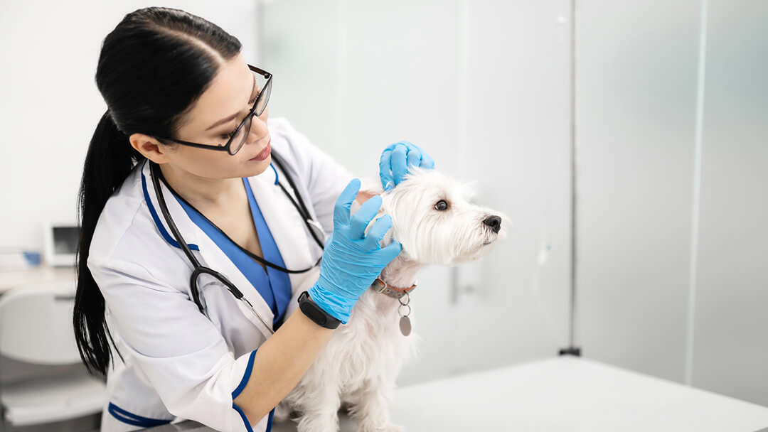 signs of ear mites on dogs