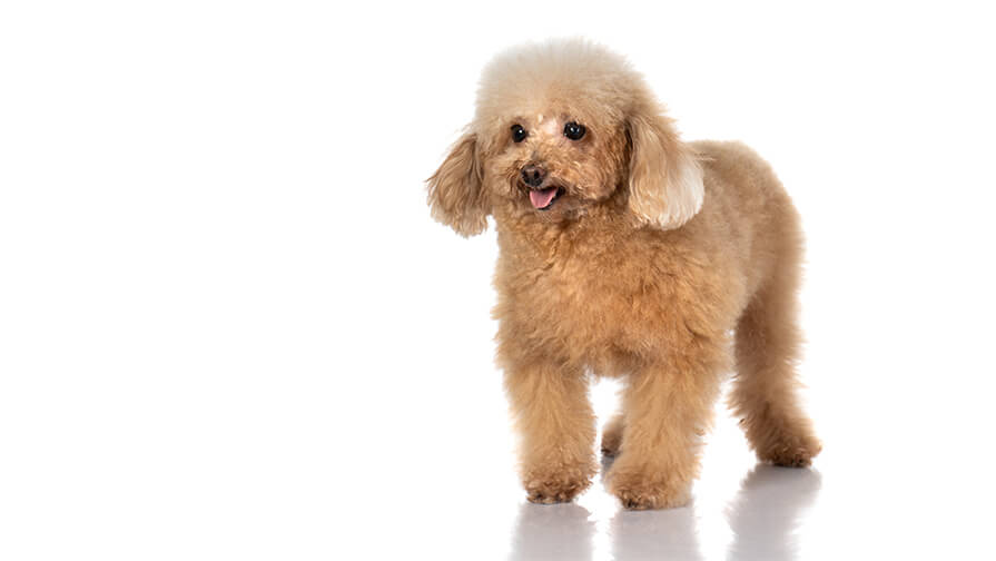 Toy Poodle Dog Breed Information Purina