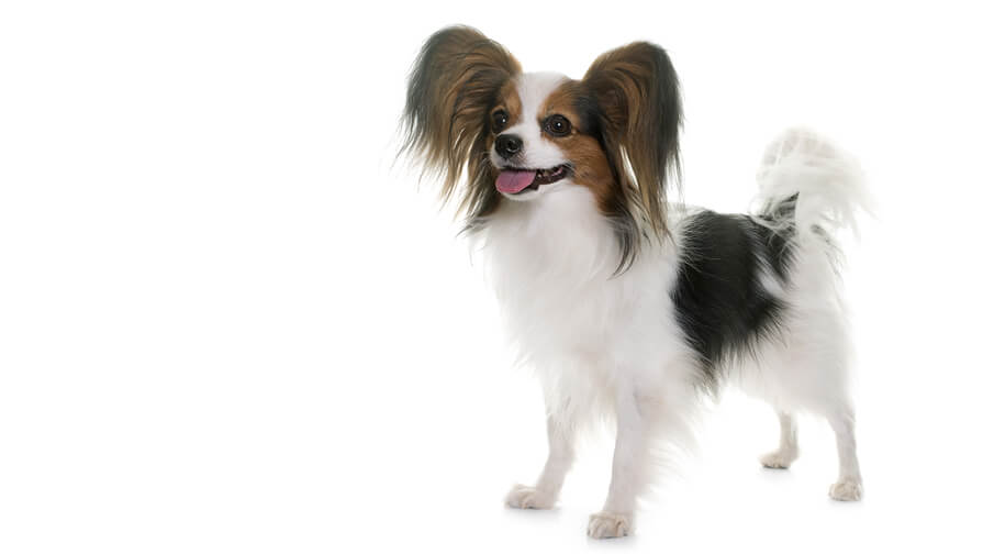 Papillon Dog Breed Information Purina Papillon Dog Breed Information Purina