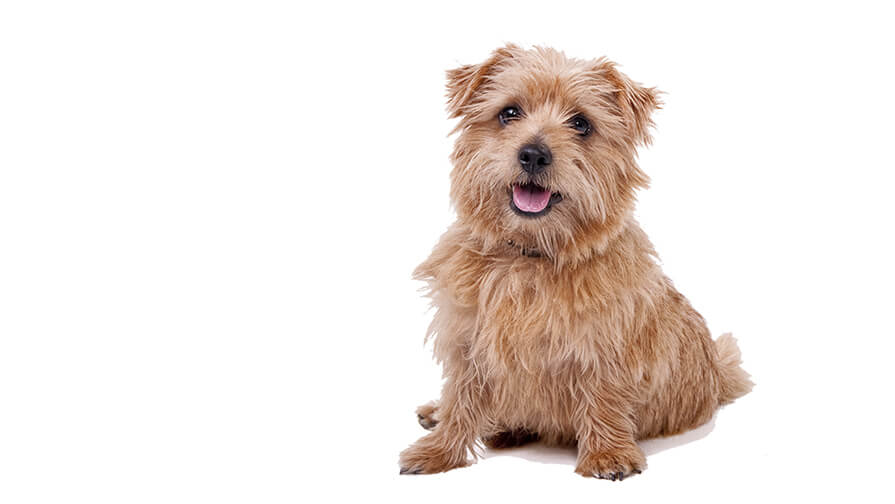 Norfolk Terrier Dog Breed Information Purina
