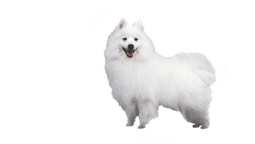 Japanese Spitz Dog Breed Information Purina