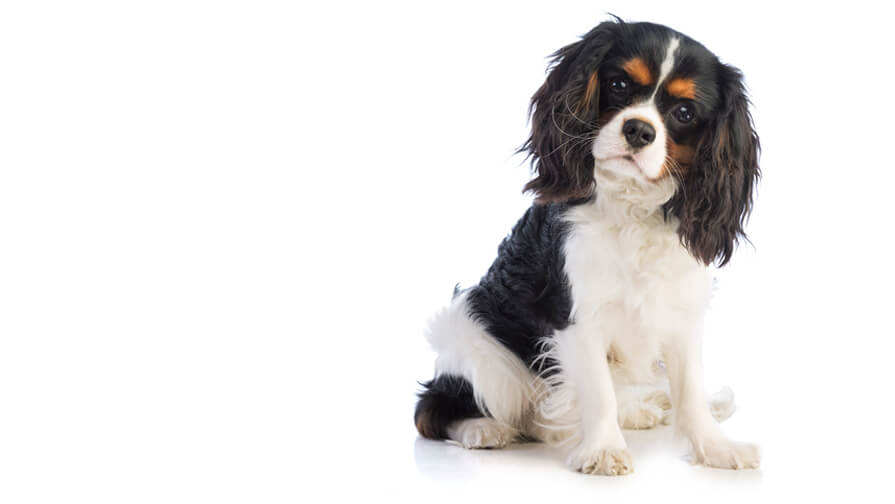 Cavalier King Charles Spaniel…Everything You Need to Know at a Glance!