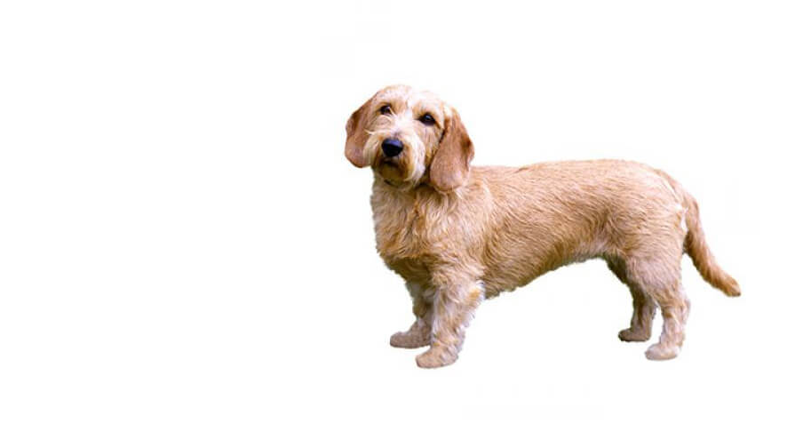 Basset Fauve De Bretagne Dog Breed Information Purina Basset Fauve De Bretagne Dog Breed Information Purina