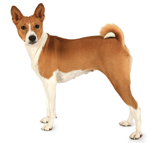 Basenji Dog Breed Information | Purina
