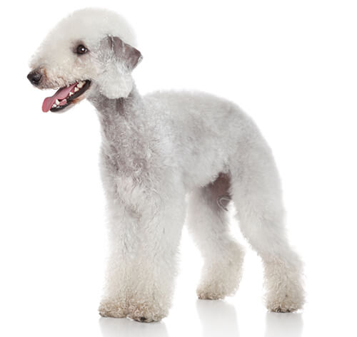Pets4homes Working Bedlington Terrier Breeders Bedlington Terrier