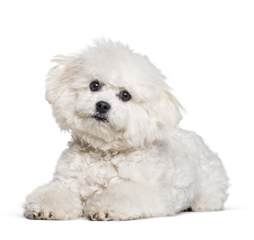 Bichon Frise Dog Breed Information | Purina