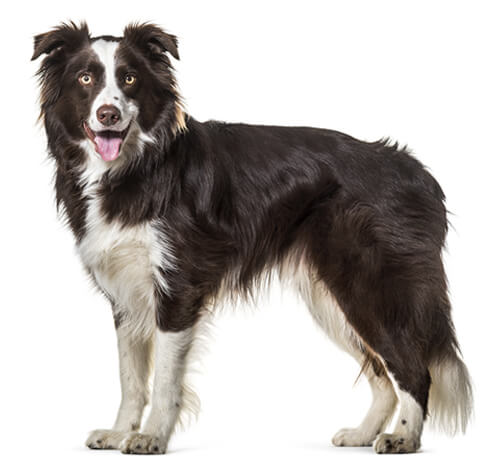 Border Collie Dog Breed Information Purina
