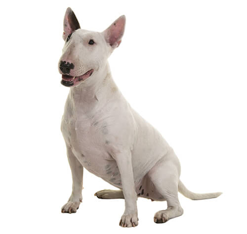 Bull Terrier Dog Breed Information | Purina