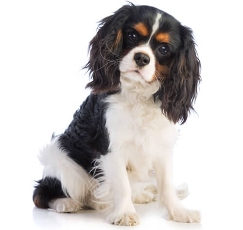 King Charles Spaniel Dog Breed Information | Purina, image size:500x473