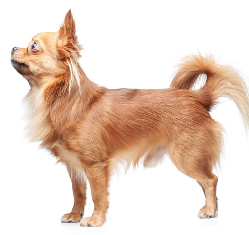 How Big Do Long Haired Chihuahuas Get 