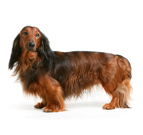 Dachshund (Long Haired) Dog Breed Information - Purina