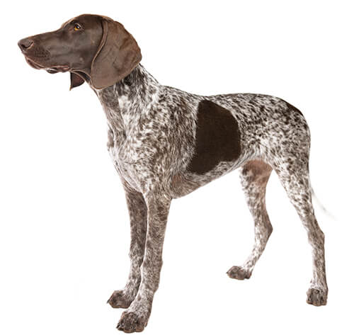 can german shorthaired pointers be left alone