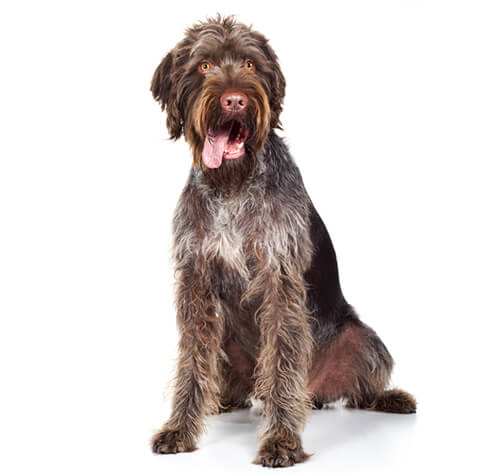 German Wire-Haired Pointer Dog Breed Information | Purina