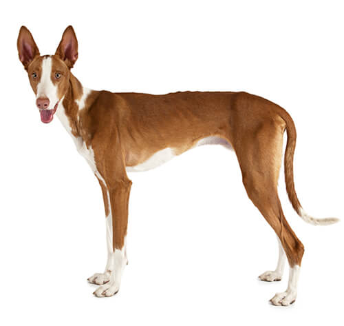 how much does a ibizan hound cost