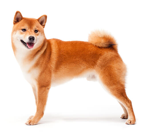 Japanese Shiba Inu Dog Breed Information | Purina