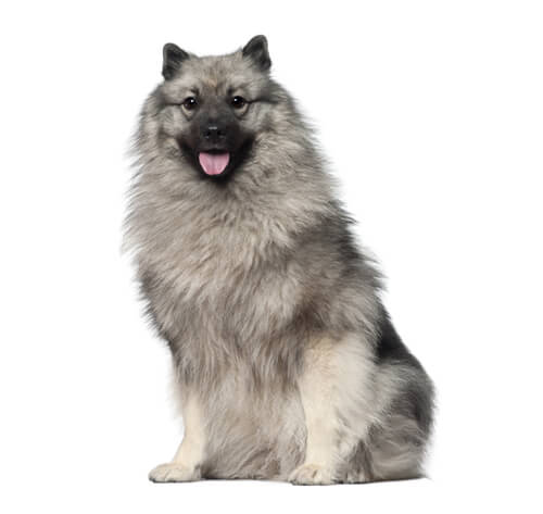 chow chow keeshond