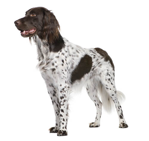 large munsterlander breed standard