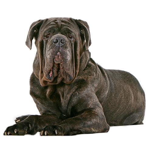 [Image: BREED%20Hero_0087_neapolitan_mastiff.jpg]