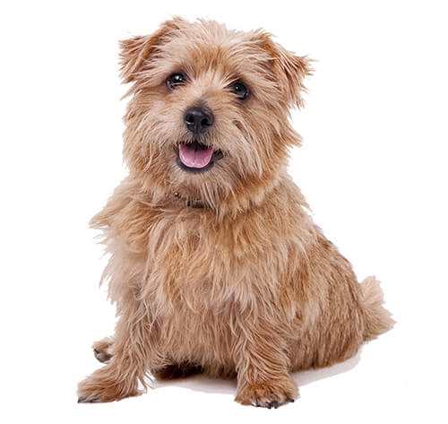 Norfolk Terrier Dog Breed Information Purina