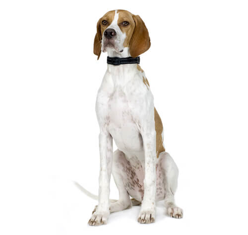 Pointer Dog Breed Information Purina