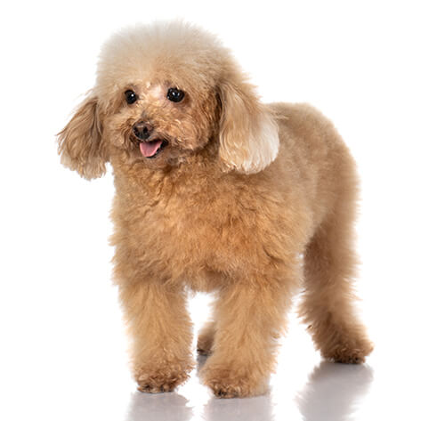 Teacup Toy Poodle Dog Breed Information, Characteristics & Facts