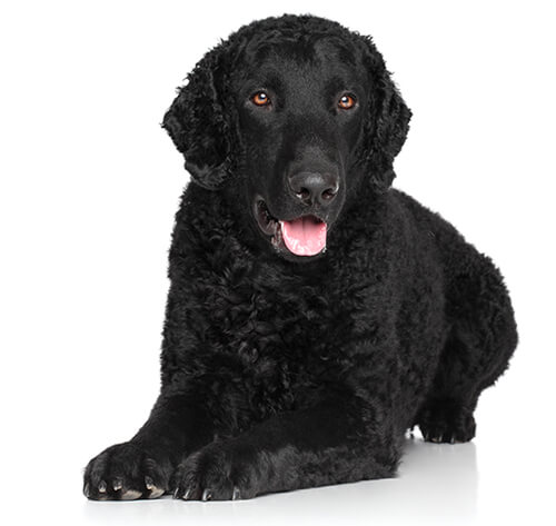 retriever curly