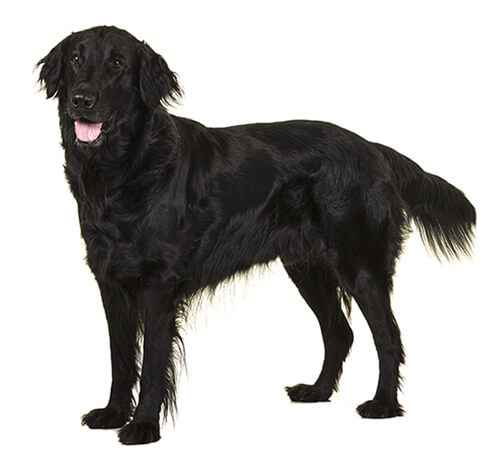 Gelijkwaardig Fruit groente Goot Flat-Coated Retriever Dog Breed Information | Purina