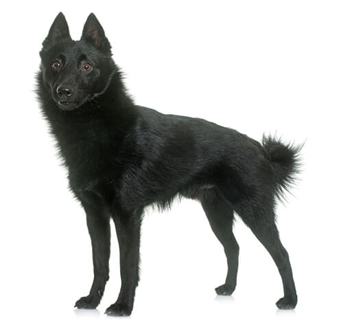 Schipperke Dog Breed Information | Purina