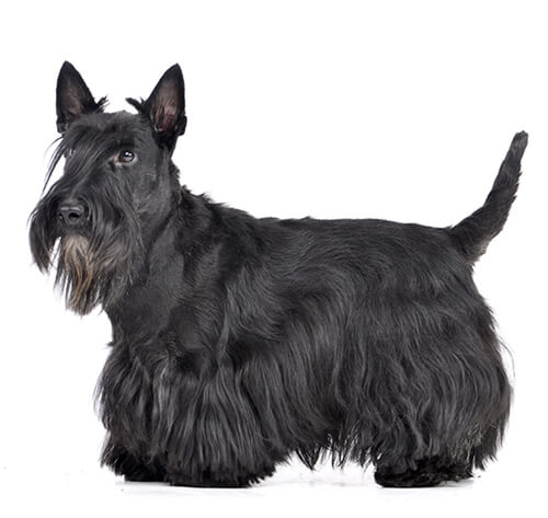 are scottish terriers the breed for you