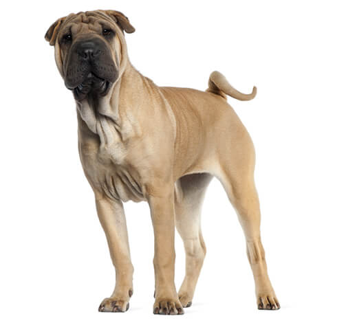 Shar Pei Dog Breed Information | Purina