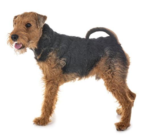are welsh terriers friendly or dangerous to strangers